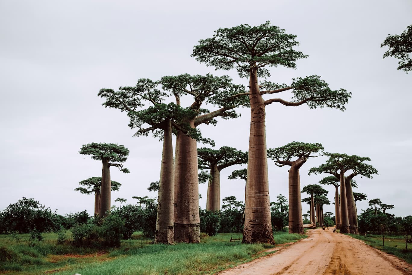 Timelapselab services in Madagascar